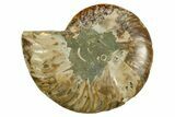 Cut & Polished Ammonite Fossil (Half) - Madagascar #354145-1